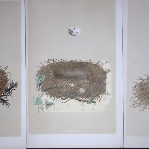 Job-Lot Bird Nests Dartford & Orphean Warbler Rev Morris Antique Engravings-3