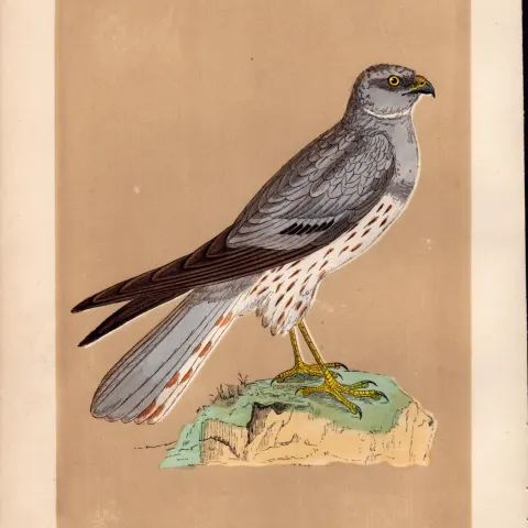 Montagu’s Harrier Rev Morris Antique History of British Birds Engraving.