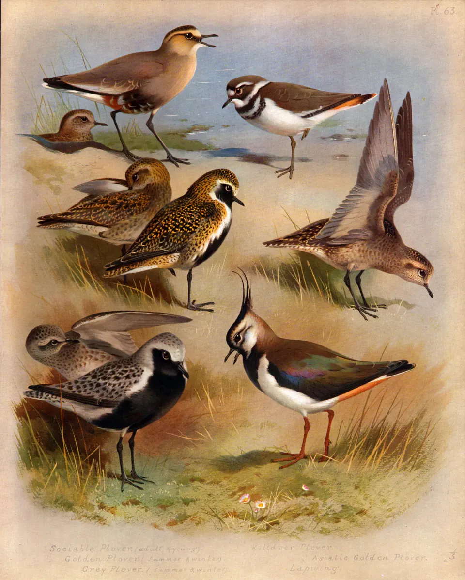 Antique Scarce First Edition Large Bird Print The Plover Family-63.