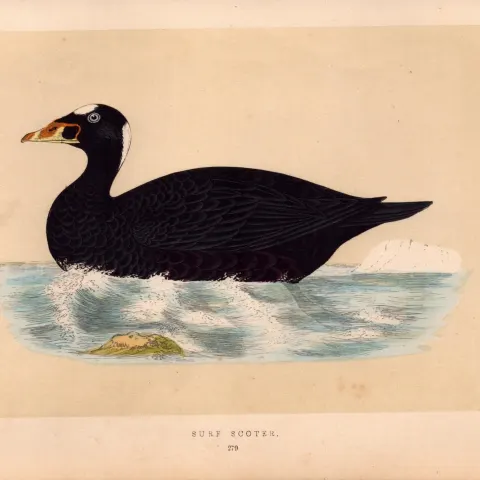 Surf Scoter Rev Morris Antique History of British Birds Engraving.