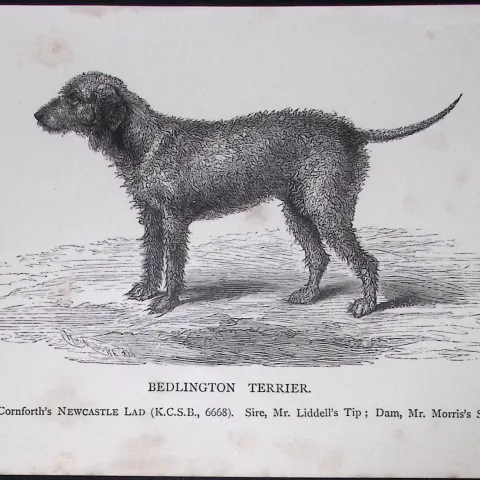 Bedlington Terrier British Dogs by Hugh Dalziel 1889 Antique Book Plate-58