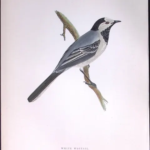White Wagtail Rev Morris Antique History of British Birds 130 Years-Old Engraving-165