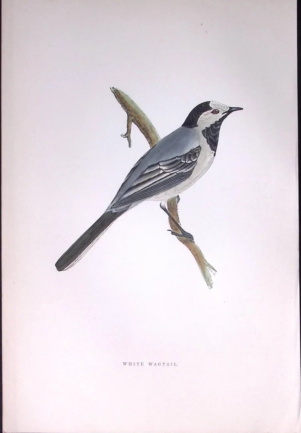 White Wagtail Rev Morris Antique History of British Birds 130 Years-Old Engraving-165