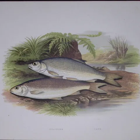 Graining, Dace Rev Houghton British Freshwater Fish 1879 Scarce Engraving-32