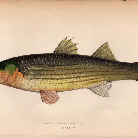 Long-Finned Mullet Antique Johnathan Couch Coloured  Fish Engraving.