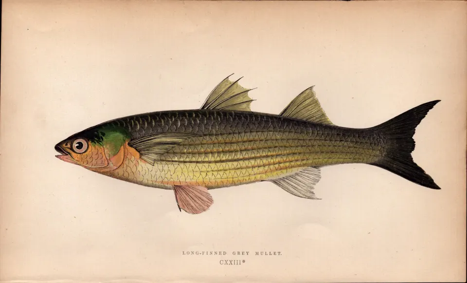 Long-Finned Mullet Antique Johnathan Couch Coloured  Fish Engraving.
