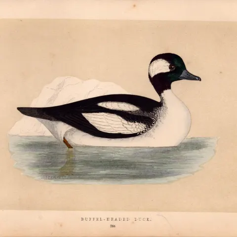 Buffel-Headed Duck  Rev Morris Antique History of British Birds Engraving.