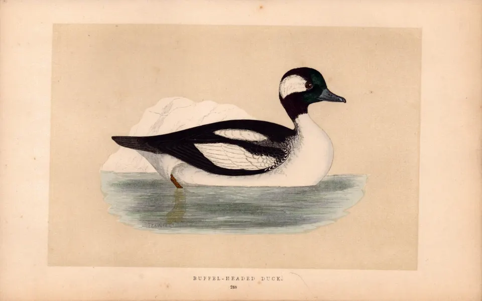 Buffel-Headed Duck  Rev Morris Antique History of British Birds Engraving.
