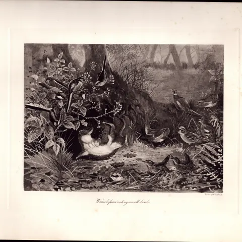 The Weasel & Small Birds Rare Limited-Edition  J.G. Millais, Antique Print-88.