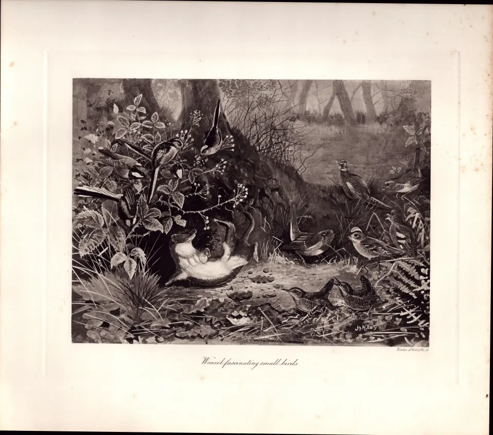 The Weasel & Small Birds Rare Limited-Edition  J.G. Millais, Antique Print-88.