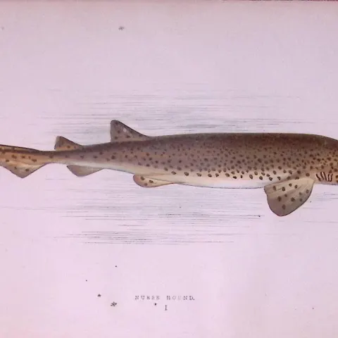 Nurse Hound Shark  Scarce Antique 1877 J. Couch Woodblock Engraving-6