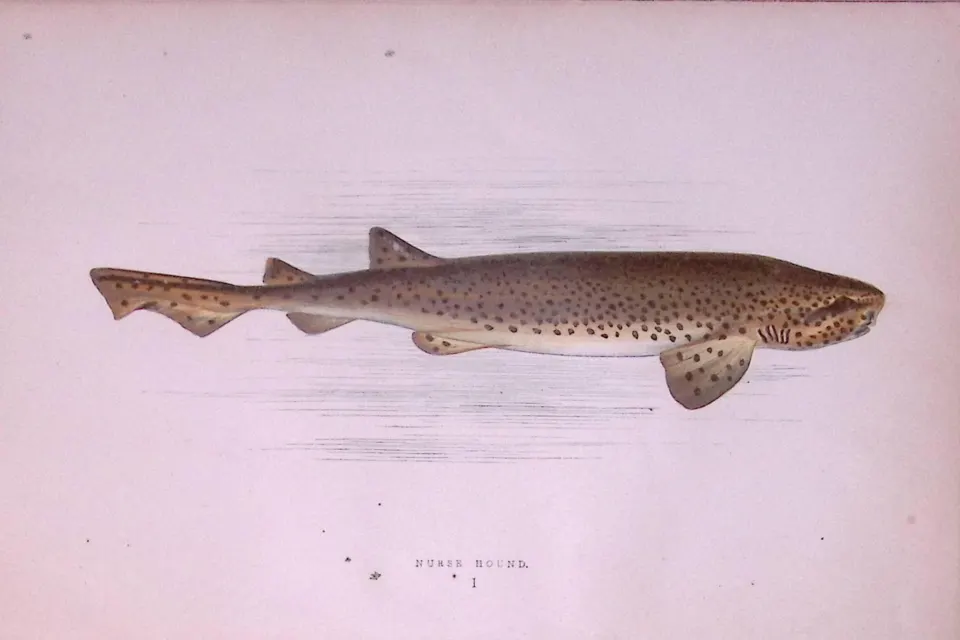 Nurse Hound Shark  Scarce Antique 1877 J. Couch Woodblock Engraving-6