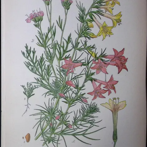 Standing-Cypress Edward Step Rare Antique Botanical Book Plate-187