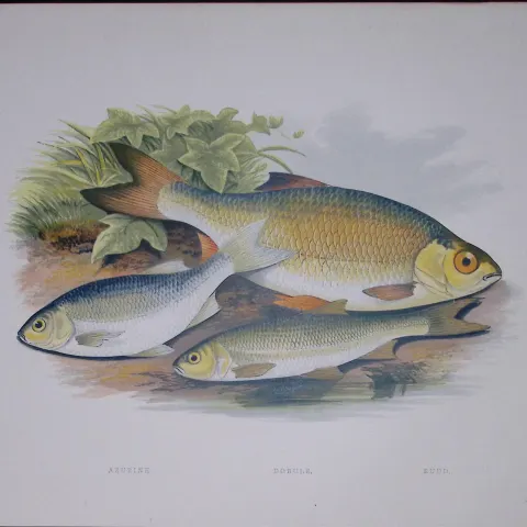 Azurine, Dobule, Rudd Rev Houghton British Freshwater Fish 1879 Scarce Engraving-31