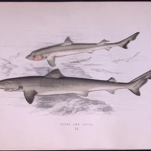 Topper & Young Shark Scarce Antique 1877 J. Couch Woodblock Engraving-15