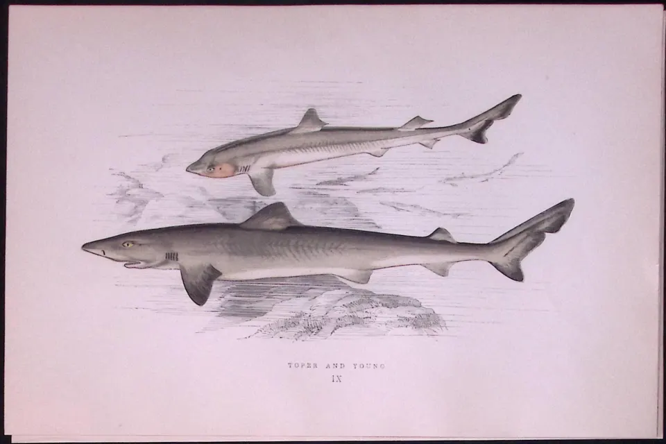 Topper & Young Shark Scarce Antique 1877 J. Couch Woodblock Engraving-15