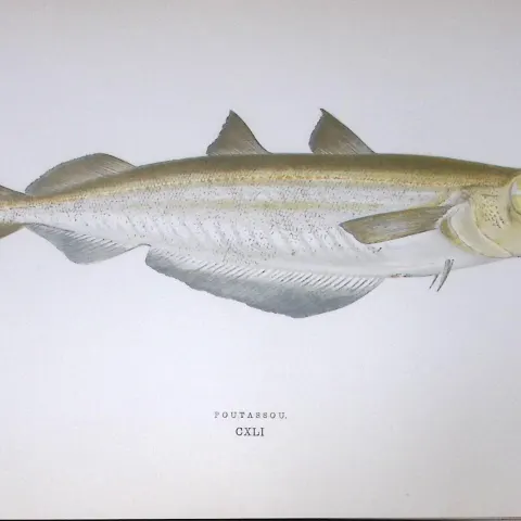 Poutassou Fish Scarce Antique 1877 J. Couch Woodblock Engraving-85