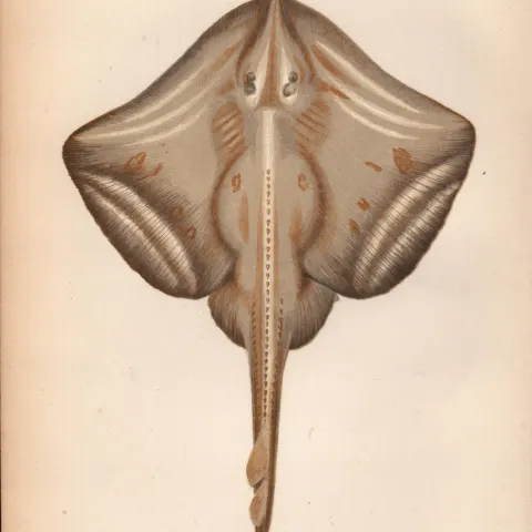 Painted Ray 1869 Antique Johnathan Couch Coloured Engraving.