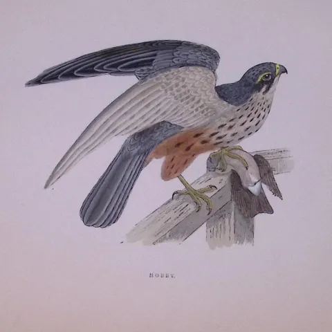 Hobby Rev Morris Antique History of British Birds 130 Years-Old Engraving-22