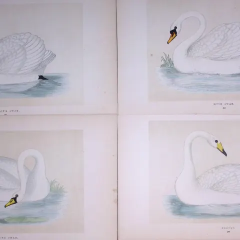 Job-Lot The Swan Family Rev Morris Antique Coloured Birds Engravings-6.