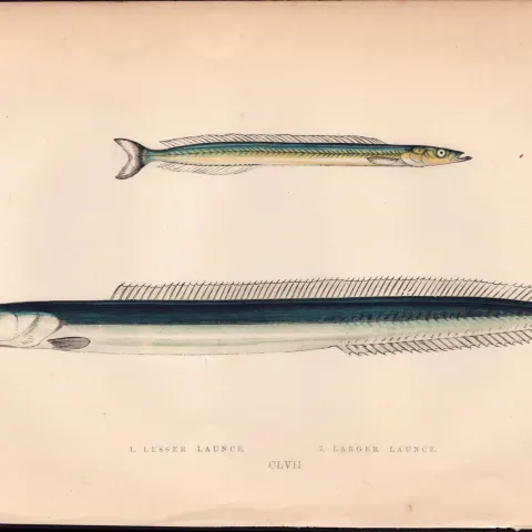 Larger & Lesser Launce Antique Johnathan Couch Coloured Fish Engraving.