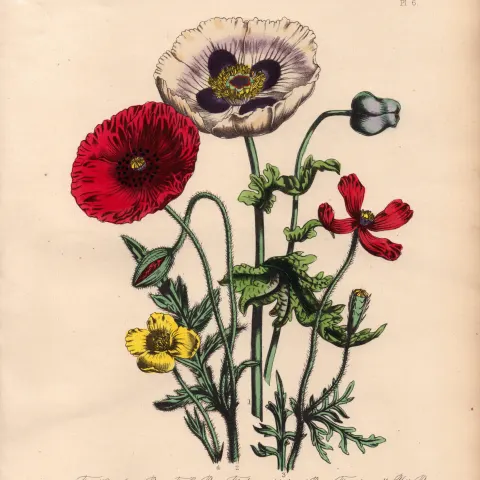 Rare 165-Yr-Old Antique Wildflower Gilt-Edged Illustration Jane Webb Loudon -6.