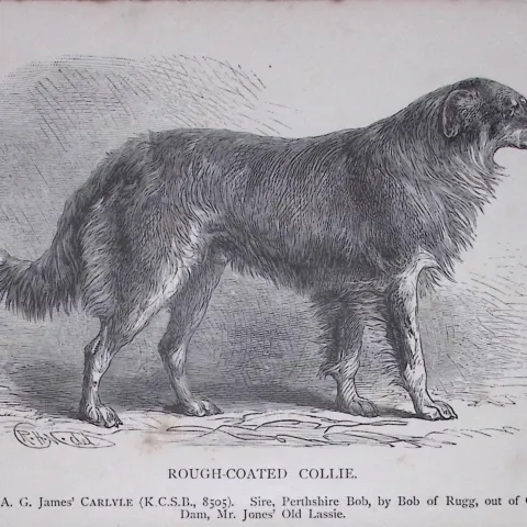 Rough Coated Collie British Dogs by Hugh Dalziel 1889 Antique Book Plate-38