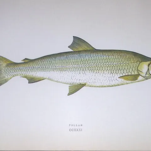 Pollan Fish Scarce Antique 1877 J. Couch Woodblock Engraving-141