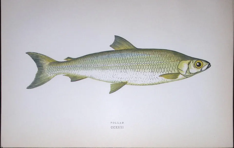 Pollan Fish Scarce Antique 1877 J. Couch Woodblock Engraving-141