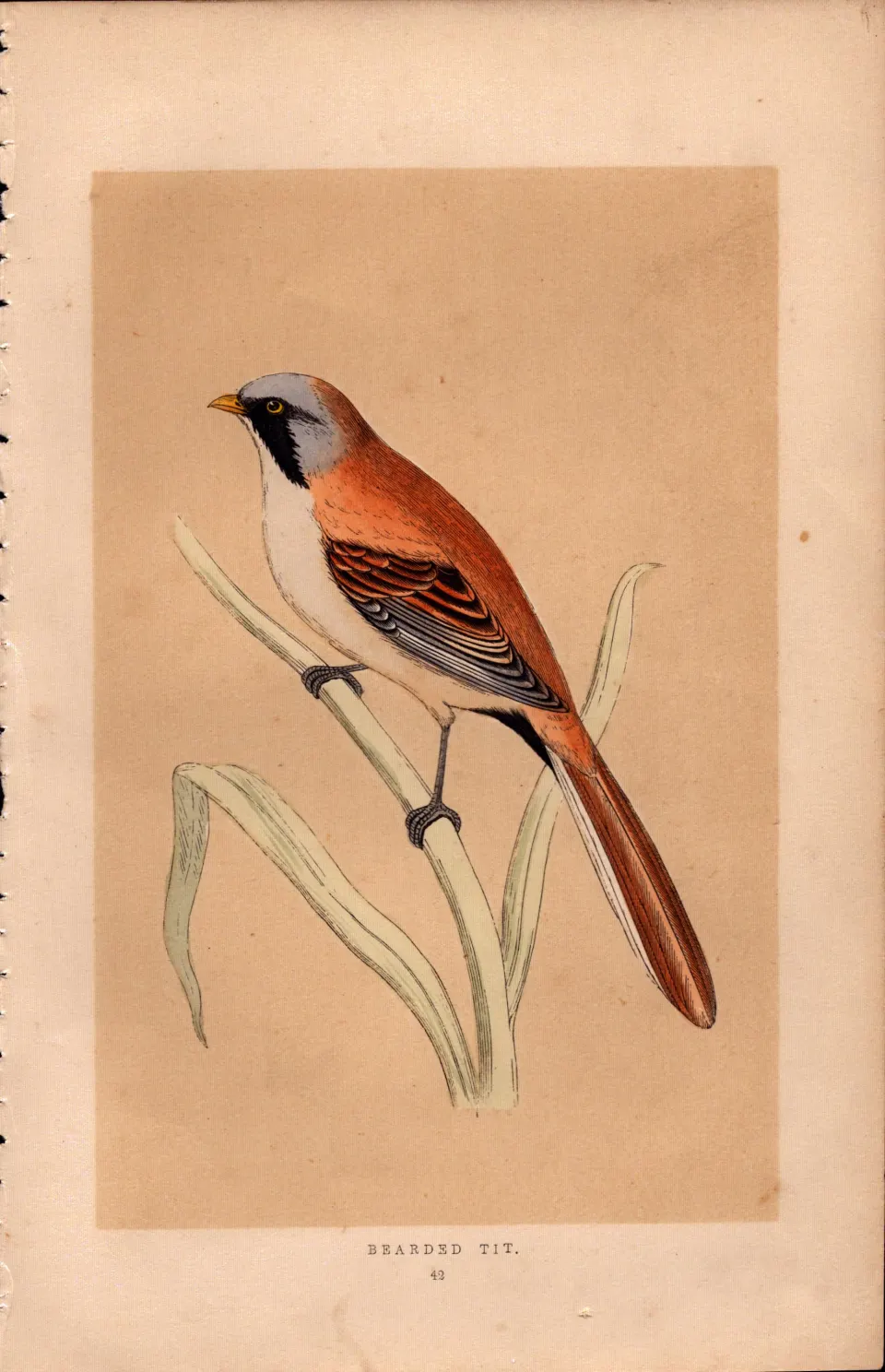 Bearded Tit Rev Morris Antique History of British Birds 170 Years-old  Engraving.