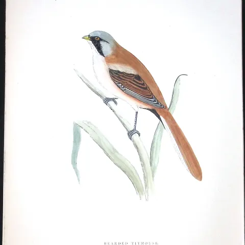 Bearded Titmouse Rev Morris Antique History of British Birds 130 Years-Old Engraving-71