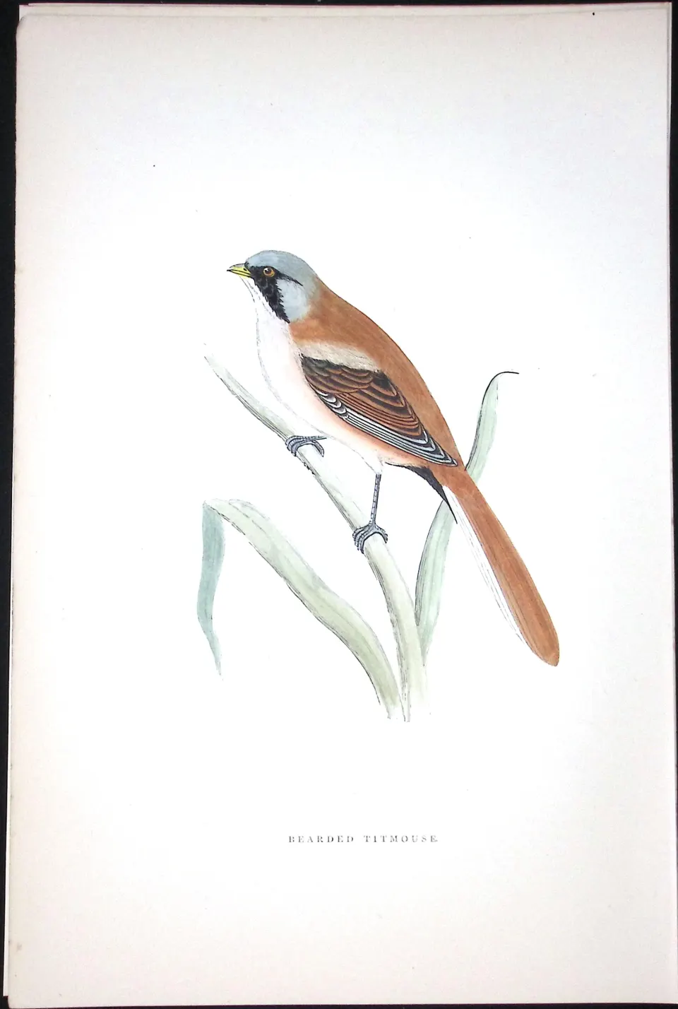 Bearded Titmouse Rev Morris Antique History of British Birds 130 Years-Old Engraving-71