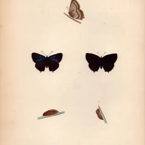 Purple Hairstreak Hand Coloured Antique Butterfly Plate Rev Morris-105.
