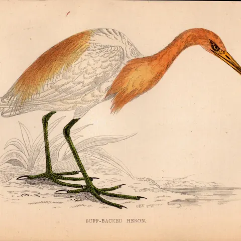 Buff Backed Heron Rev Morris 1888  Antique History of British Birds Engraving-46.