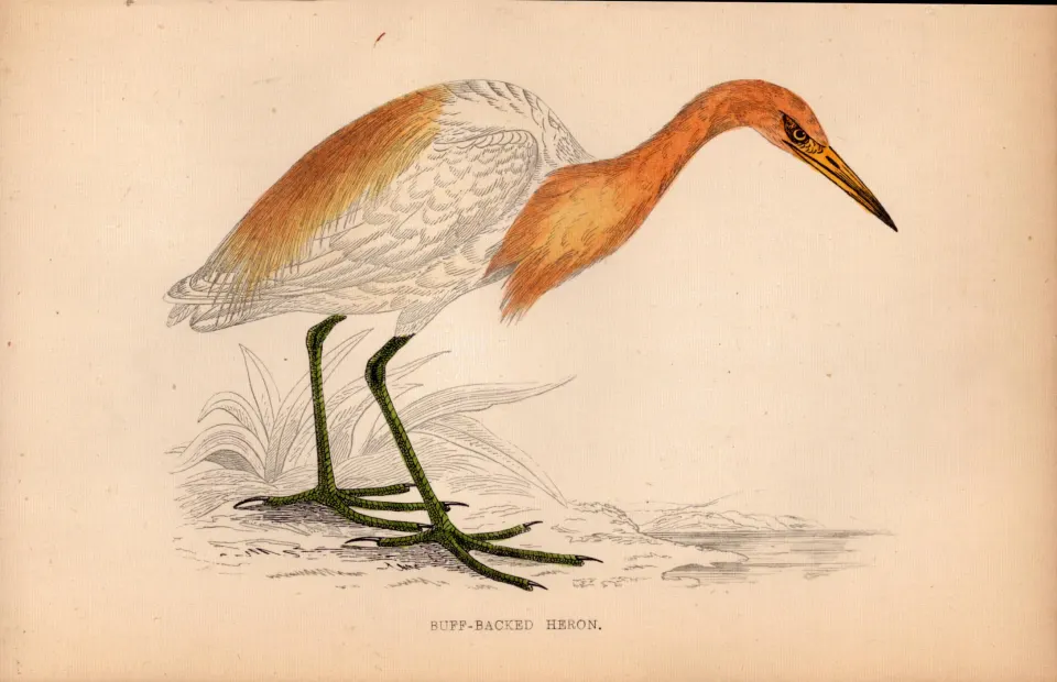 Buff Backed Heron Rev Morris 1888  Antique History of British Birds Engraving-46.
