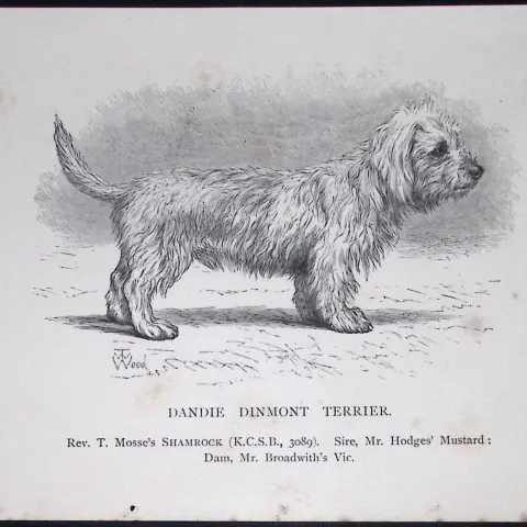 Dandie Dinmont Terrier British Dogs by Hugh Dalziel 1889 Antique Book Plate-57