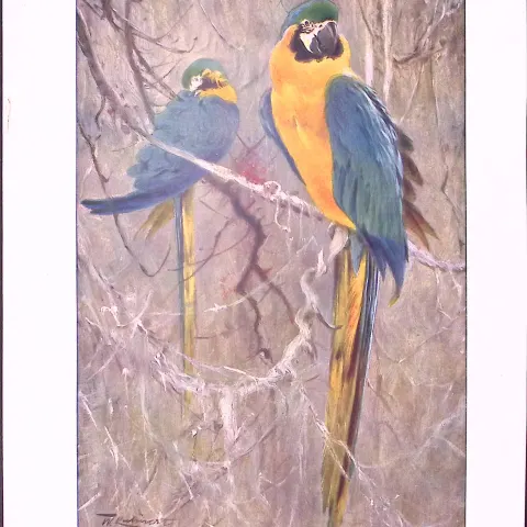 Blue & Yellow Macaw & Australian Duckbill Birds Antique Double-Sided Colour Plate-65