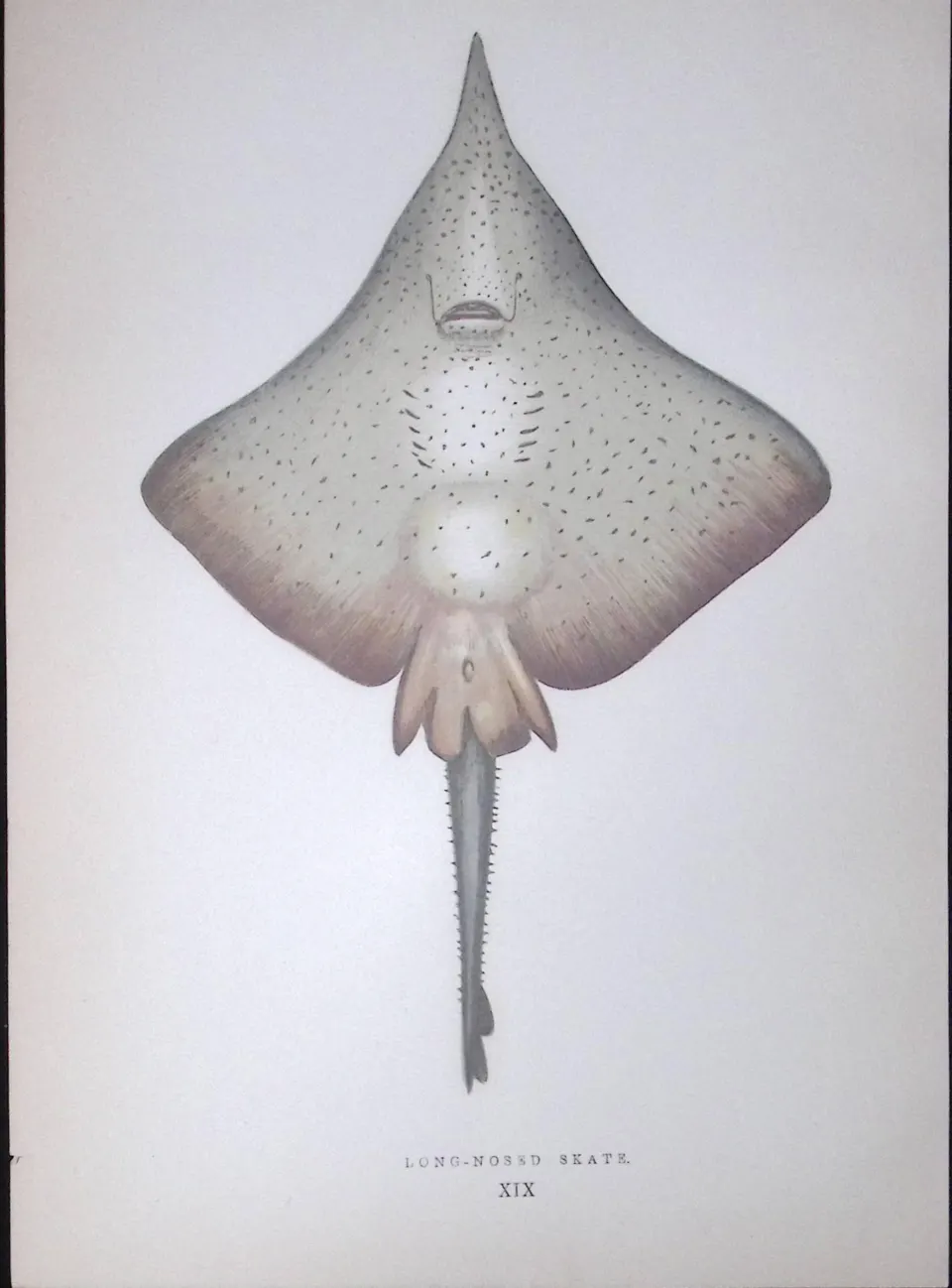 Long Nosed Skate Fish Scarce Antique 1877 J. Couch Woodblock Engraving-99