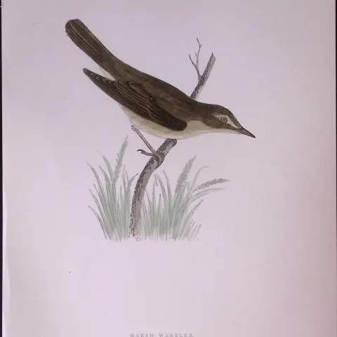 Marsh Warbler Rev Morris Antique History of British Birds 130 Years-Old Engraving-117