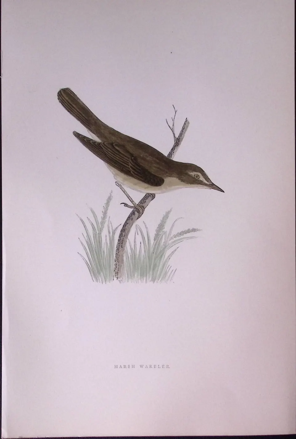 Marsh Warbler Rev Morris Antique History of British Birds 130 Years-Old Engraving-117