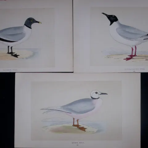 Job-Lot The Gull Family Rev Morris Antique Coloured Birds Engravings-28.