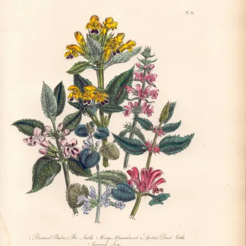 Rare 165-Yr-Old Antique Wildflower Gilt-Edged Illustration Jane Webb Loudon-51.