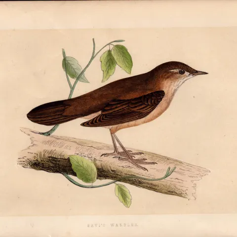 Savi’s Warbler Rev Morris Antique History of British Birds Engraving.