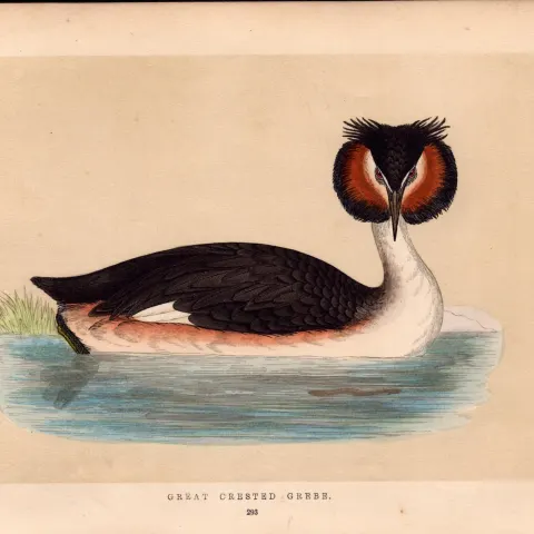 Great Crested Grebe Rev Morris Antique History of British Birds Engraving.