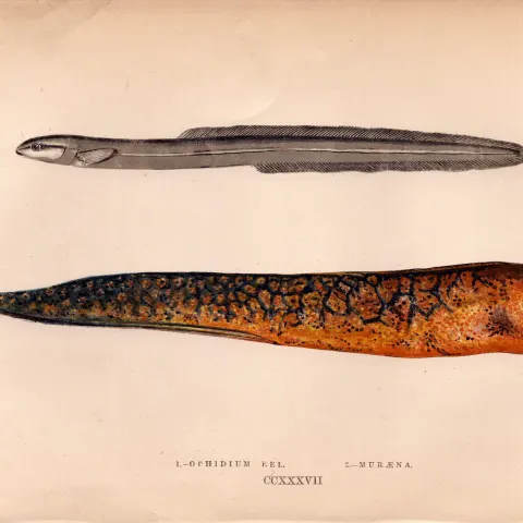 Ophidium & Muraena Eel Antique Johnathan Couch Coloured Engraving.