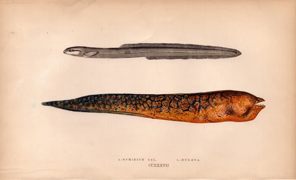 Ophidium & Muraena Eel Antique Johnathan Couch Coloured Engraving.