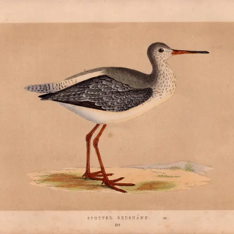 Spotted Redshank Rev Morris Antique History of British Birds Engraving.