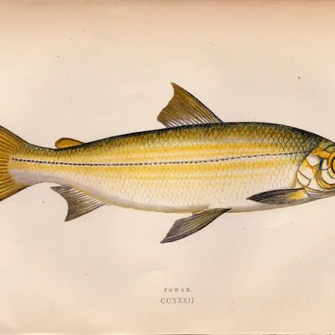 Powan Antique Johnathan Couch Coloured Fish Engraving.