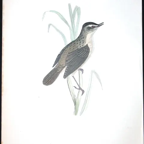Sedge Warbler Rev Morris Antique History of British Birds 130 Years-Old Engraving-110