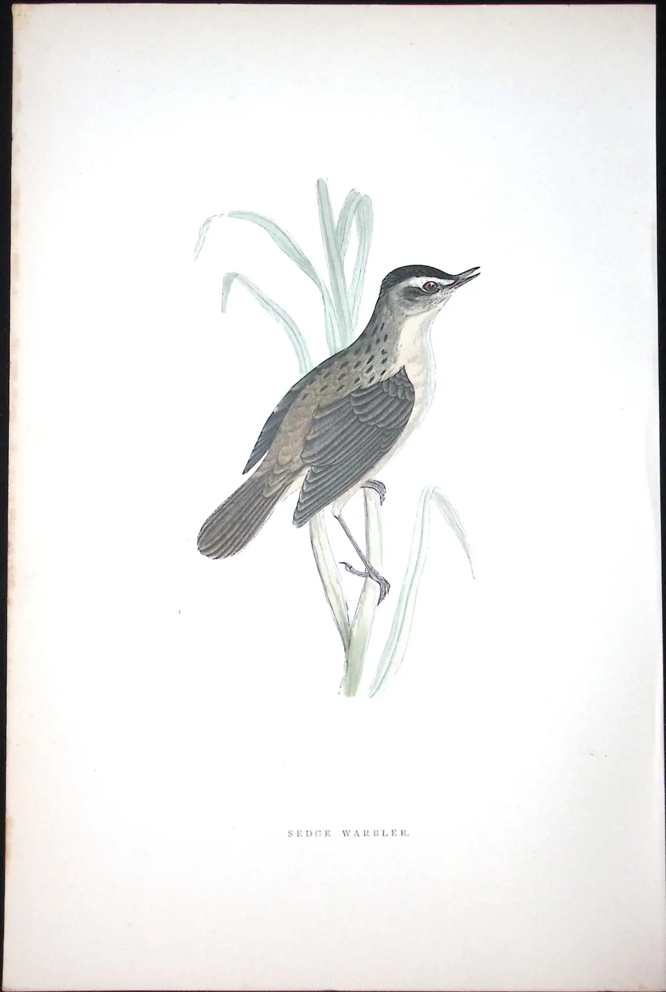 Sedge Warbler Rev Morris Antique History of British Birds 130 Years-Old Engraving-110
